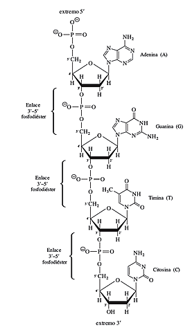 Phoebus Aaron Theodoro Levene