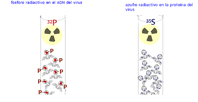 alfred hershey y martha chase