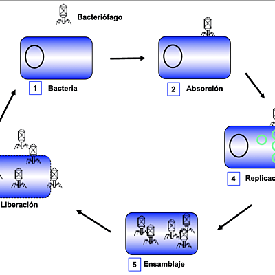 Timeline: Historia de la Biologia Molecular BRANDON PARTIDA AGUIRRE 215206403 25-08-2019