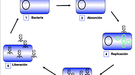 Timeline: Historia de la Biologia Molecular BRANDON PARTIDA AGUIRRE 215206403 25-08-2019