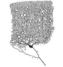 Registro de actividad de células nerviosas