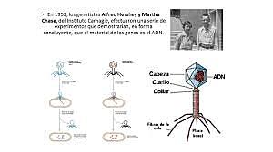 Alfred Hershey y Martha Chase