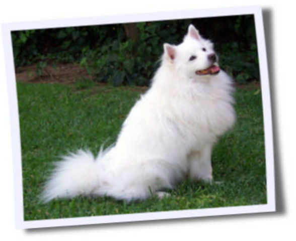 American Eskimo Dog