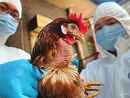 Gripe Aviar en Asia