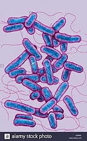 Secuenciación de Legionella pneumophila