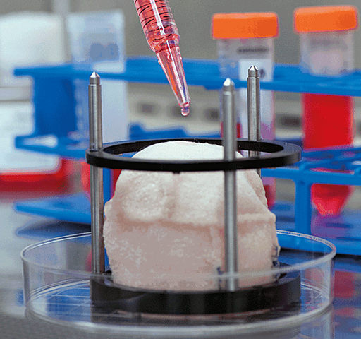 Organos de ingenieria traen nuevos avances en medicina