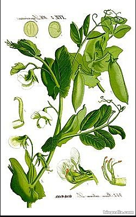 Gregor comienza a estudiar todo tipo de plantas de guisantes