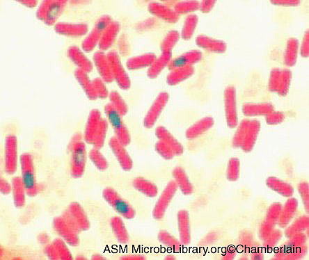 Esporas de Bacillus subtilis