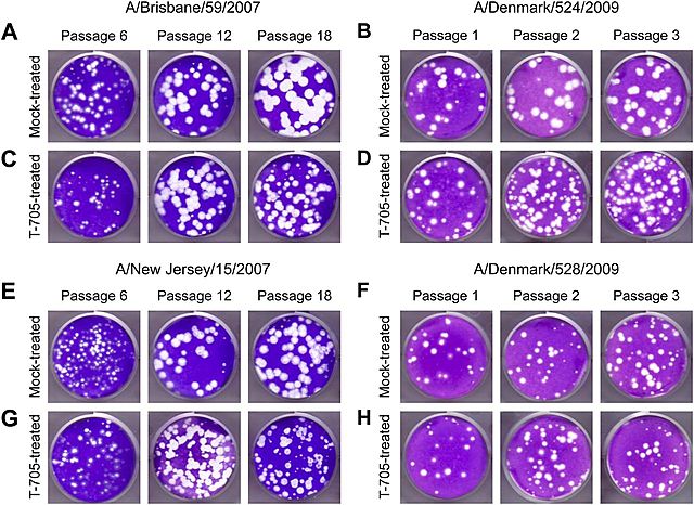 Caracterización in vivo e in vitro de H1N1