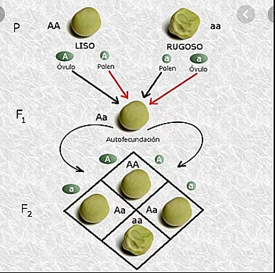 Mendel descubre la ley de dominación y la ley de segregación