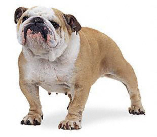 Bulldog