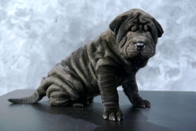 Chinese Shar-Pei