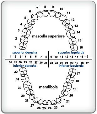Se establece un sistema internacional de diagramas de la dentición
