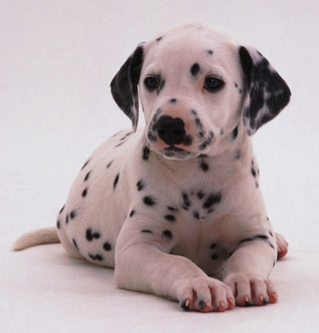 Dalmatian