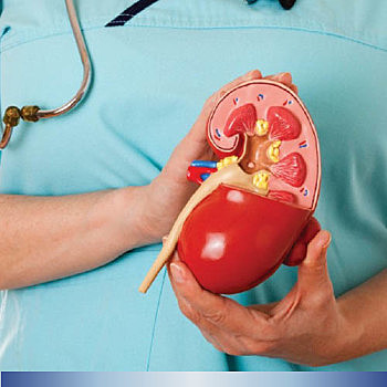 Un riñón 3D en funcionamiento