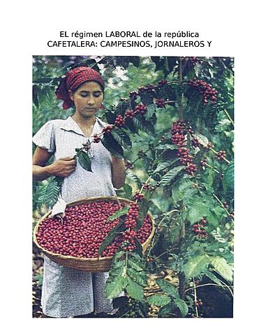 Introducción del café