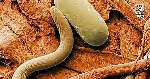 Establecimiento de la Comisión Internacional para la Certificación de la Erradicación de la Dracunculosis.