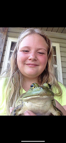 lizards, frogs, and fish