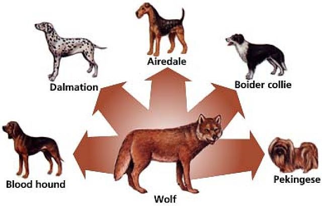 TEORÍA DE LA SELECCIÓN NATURAL
