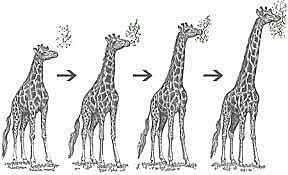 ley del uso y del desuso y ley de la herencia de los caracteres adquiridos.