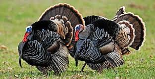 i went hunting for the first time