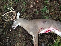 killed my first deer.  I was at Pine Grove, close to Menifee County.  I watched this deer before I shot him.