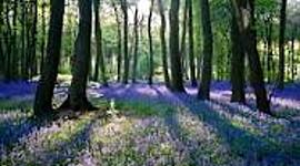 Timeline: Hannah's Literacy Timeline