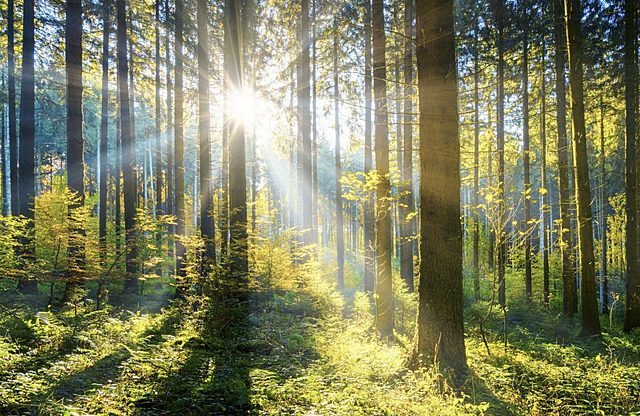 Walking in the wood for the first time
