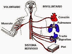 Movimientos Voluntarios e Involuntarios