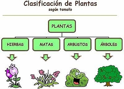 Clasificación de plantas