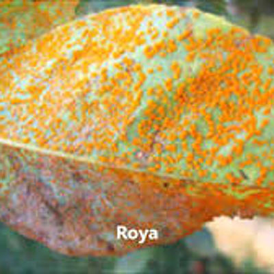 Timeline: Historia de la Fitopatología