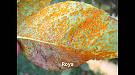 Timeline: Historia de la Fitopatología