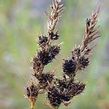 1807, Prevost, demostró que el carbón cubierto la ocasiona un hongo y como se prevenía