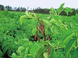 1845 -1846 Tizon Tardío produjo Epifitia devastadora en cultivo de papa