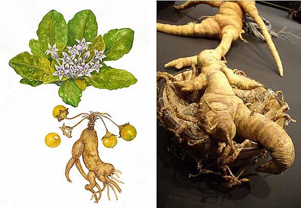 Analgésicos y anestesias