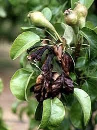 1878 Burril, Descubre el causante del antrax como bacteria y el tizon era causado de Bacteria