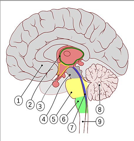 Reflejos del Encéfalo