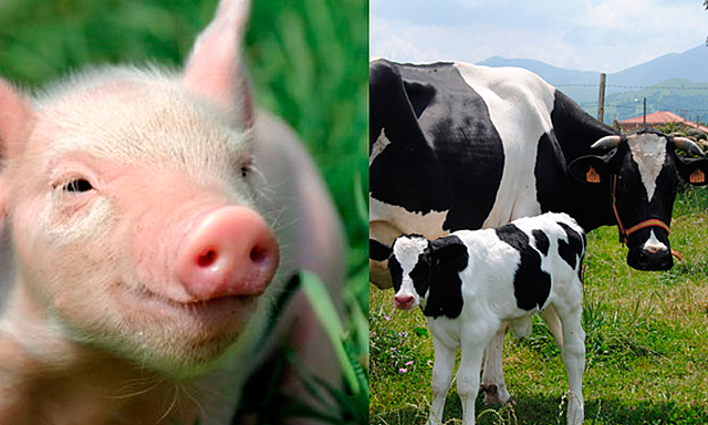 Domesticación de la vaca y el cerdo