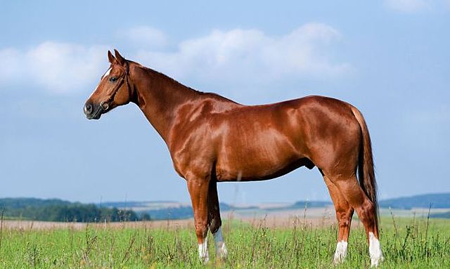 Domesticación del caballo