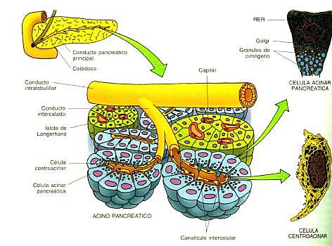 Nervios Secretorios en Páncreas