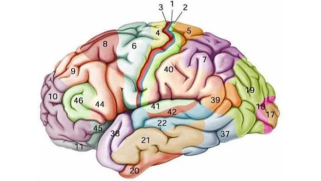 52 Áreas Anatómicas del Cerebro