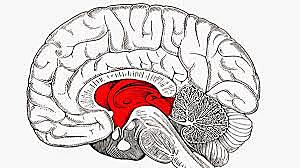 Teoría Talámica de las Emociones