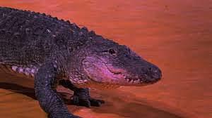 Holding a alligator when i was 4