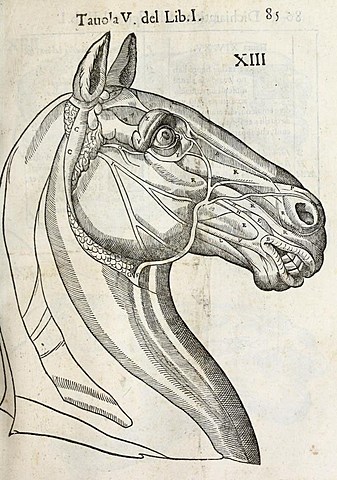 El primer tratado completo sobre la anatomía de una especie no humana corresponde al libro Anatomia del Cavallo (Anatomía del caballo).