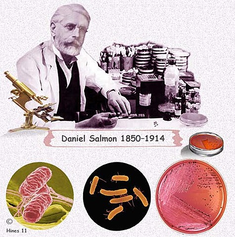 Descubrimiento de las Salmonellas.