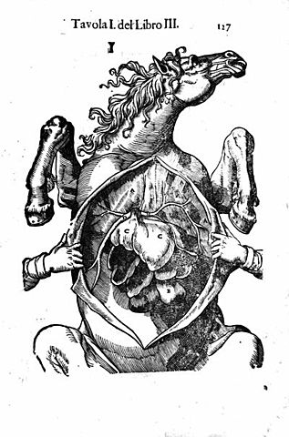 Anatomia del cavallo: infermità e i suoi remedi