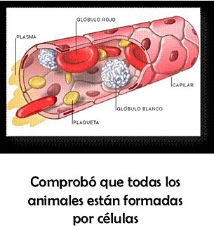 Mathias Schleiden  Theodor Schwann