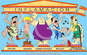 Se descubren los signos cardinales de la inflamación.