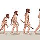 Evolucion humana e1541974887754