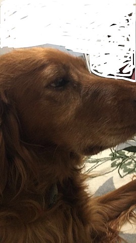 The day i got my dog